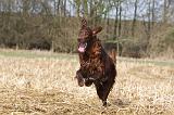 SETTER IRLANDAIS 489